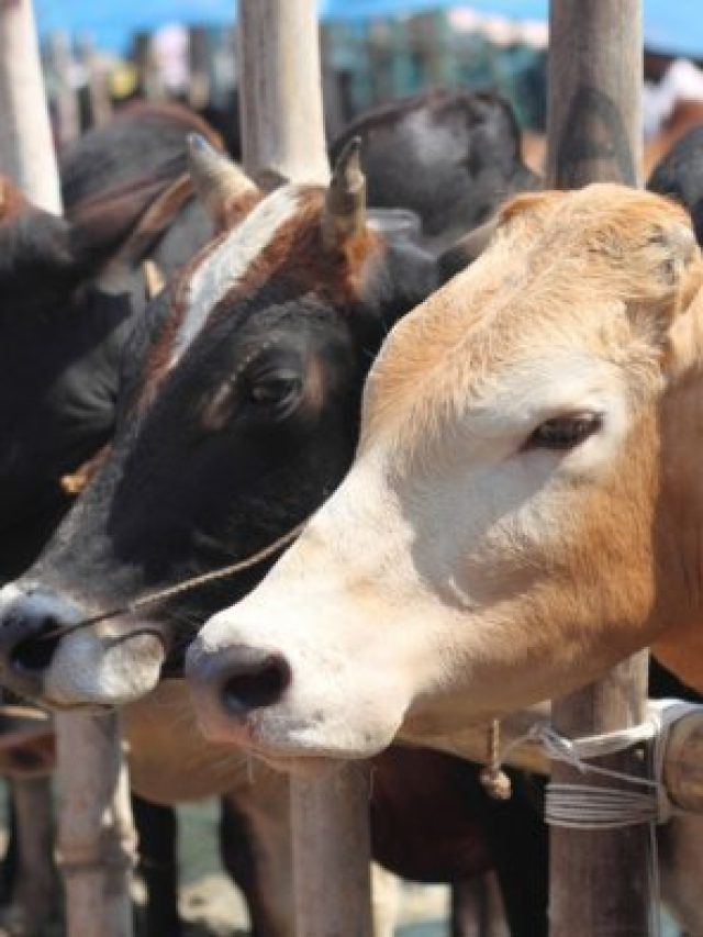 istock-170438179-2-1-999446-1624179889-1026039-1630577613-1034884-1632772261-1137249-1660836741-1142633-1662446645