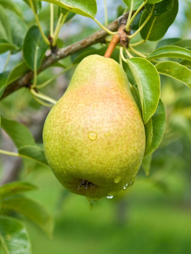 pears_581123917B436