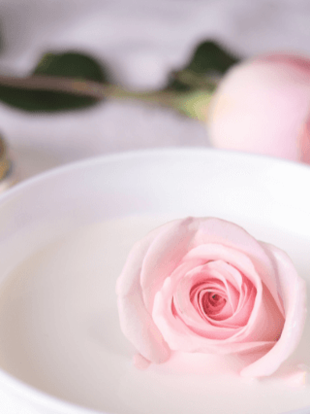 कच्चा-दूध-और-गुलाब-जल-लगाने-के-फायदे