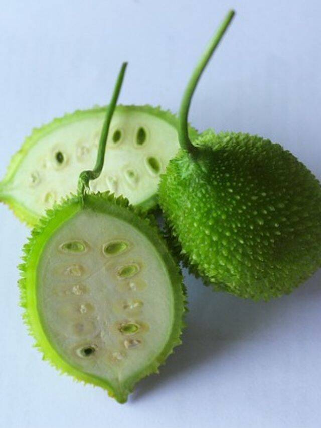 The-many-health-benefits-of-the-spiny-gourd-or-kantola