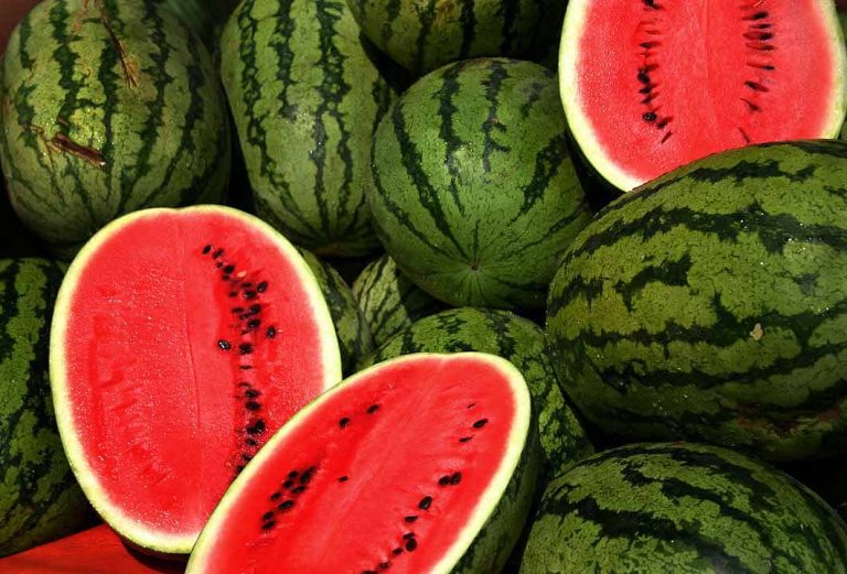 Farmer Success Story Watermelon farming