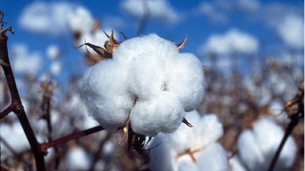 cotton rate hike
