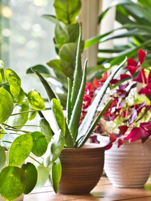 Pot plants display on the window