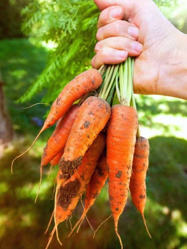 Hand-Holding-Carrots