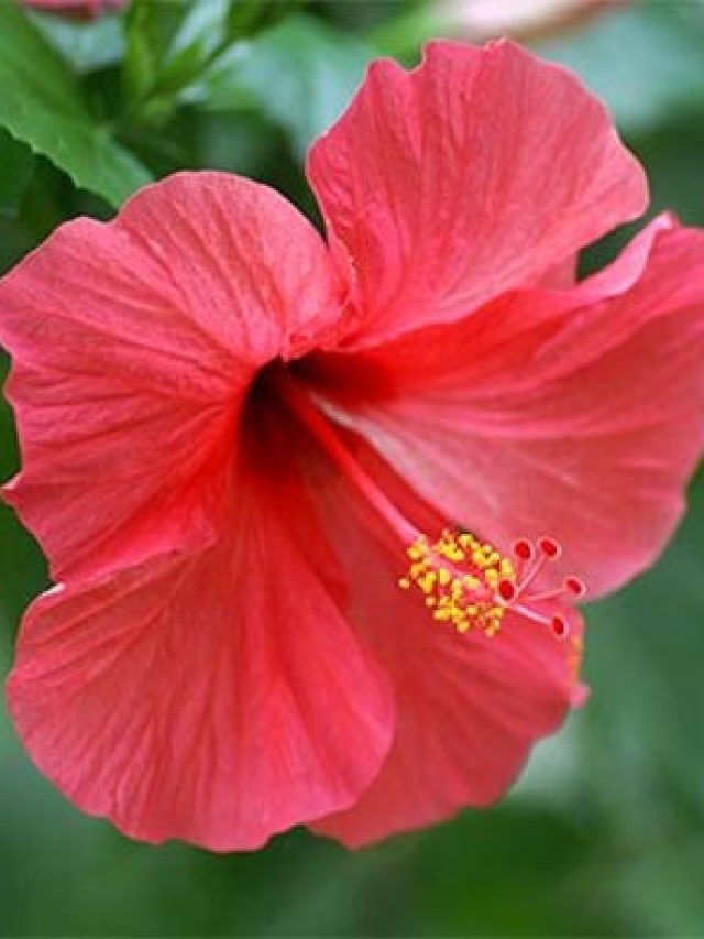 Hibiscus3
