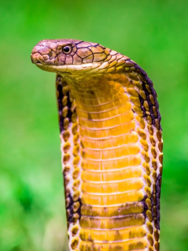 King-Cobra_blockiamge