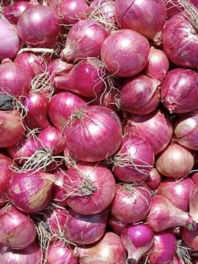 ONIONS-6-1024x512