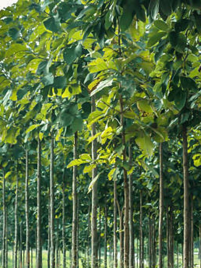Young Teak trees in plantation, Thailand