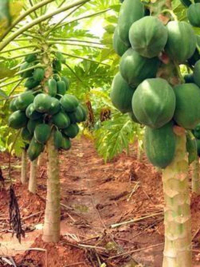 Papaya-Farming