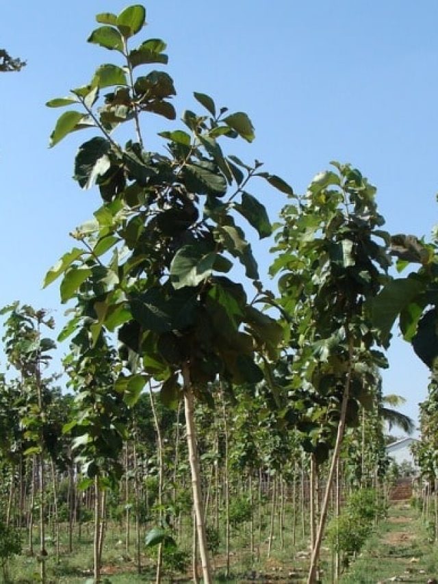 Teak-Plantation.