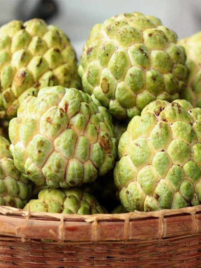 custard-apple-2