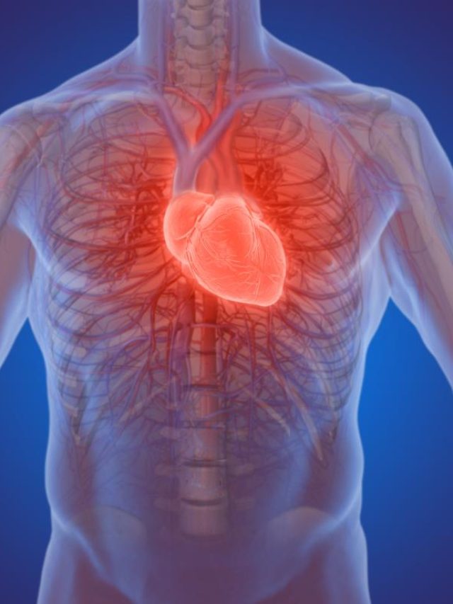 human-heart-illustration