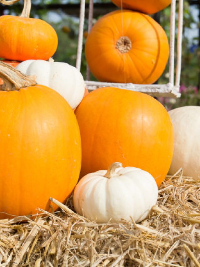 pumpkin-harvest-season-farm_41929-1513
