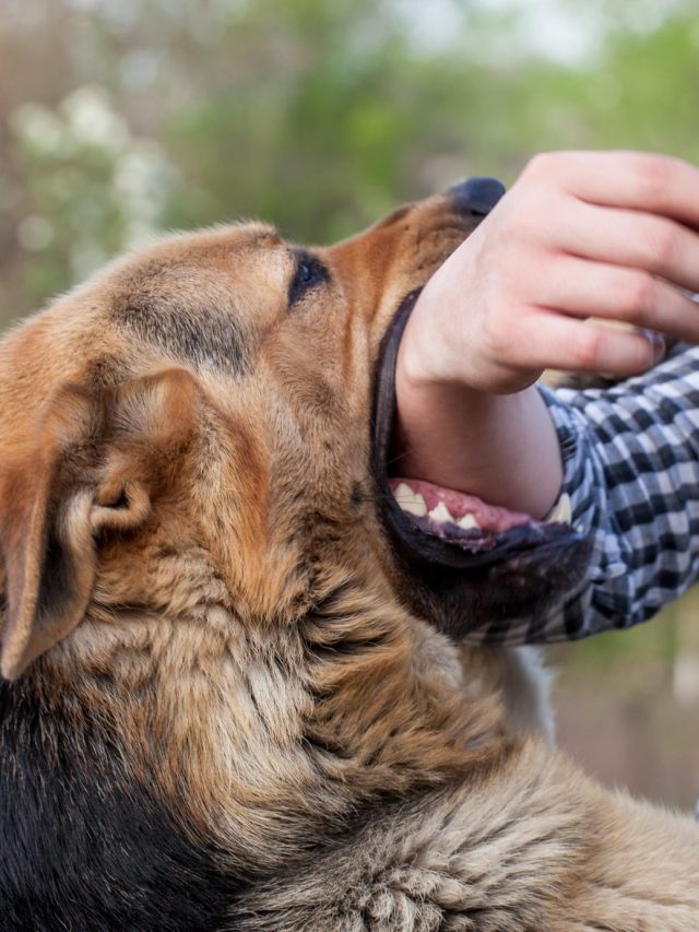 shutterstock_739444060