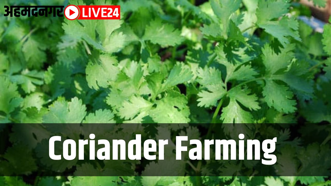 coriander farming
