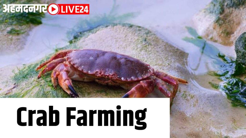 crab farming