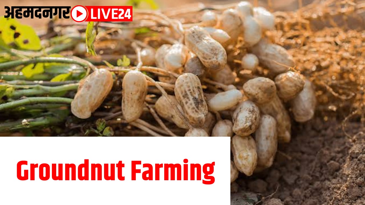 groundnut farming tips