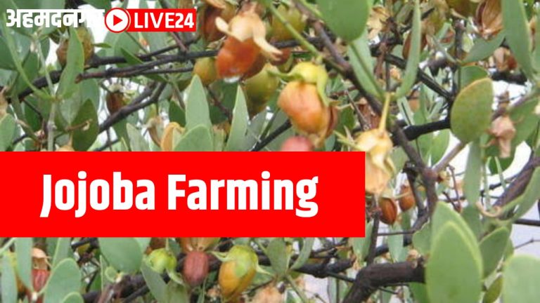 jojoba farming