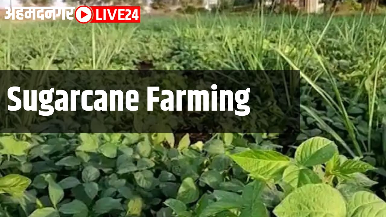 sugarcane farming
