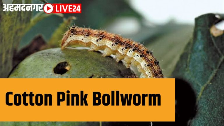 Cotton Pink Bollworm
