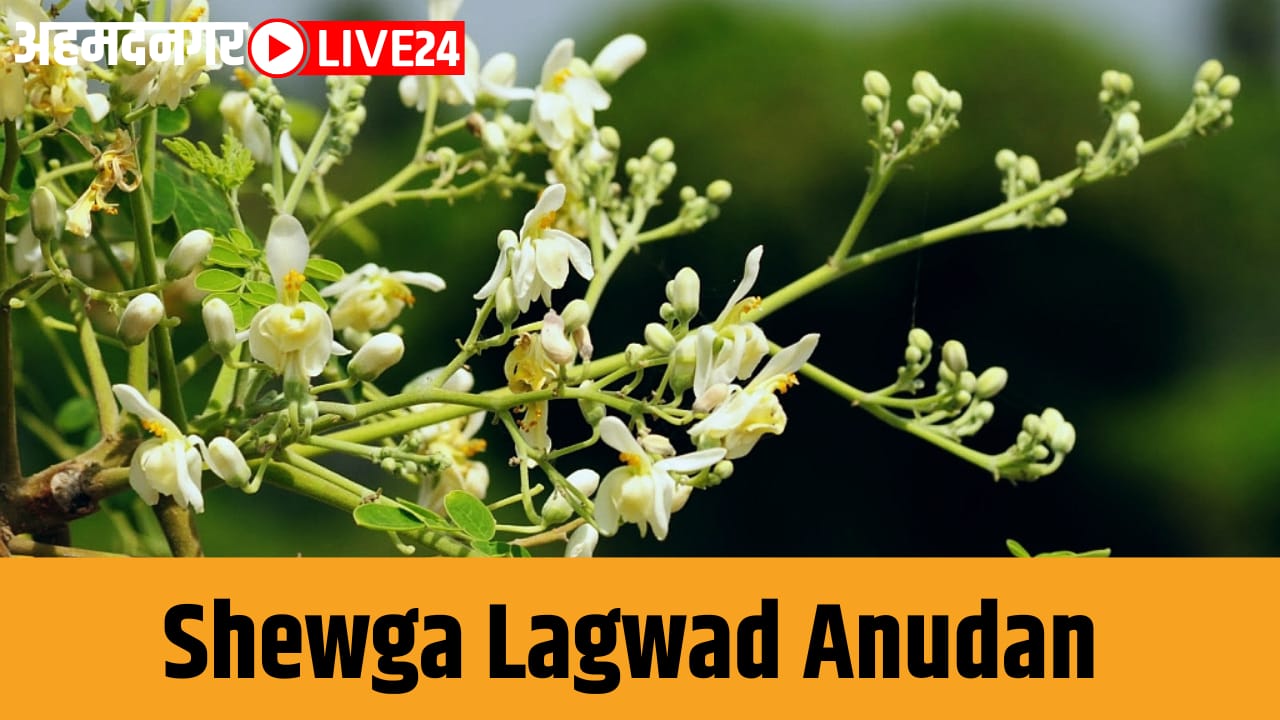 shewga lagwad anudan