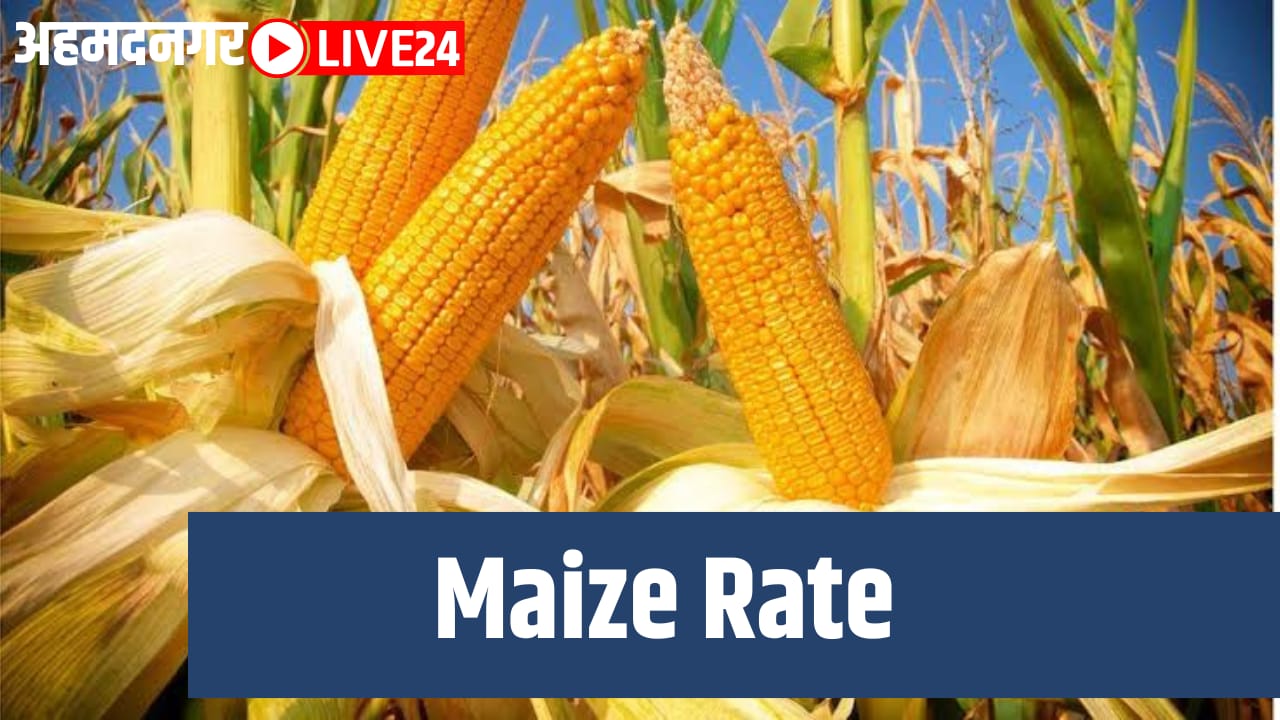 maize rate