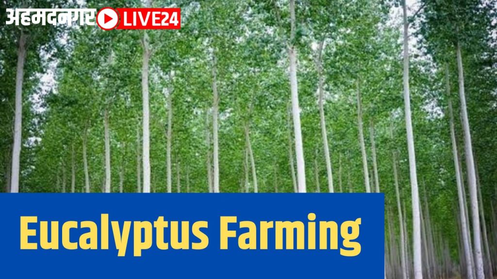 eucalyptus farming
