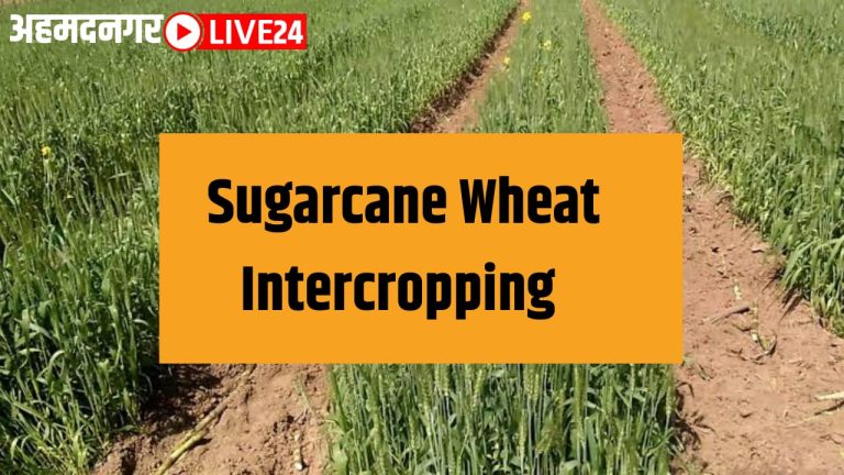 Sugarcane Intercropping Wheat