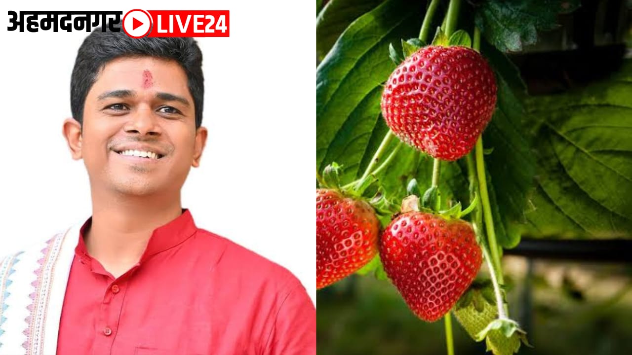 MLA Santosh Danve Strawberry Farming
