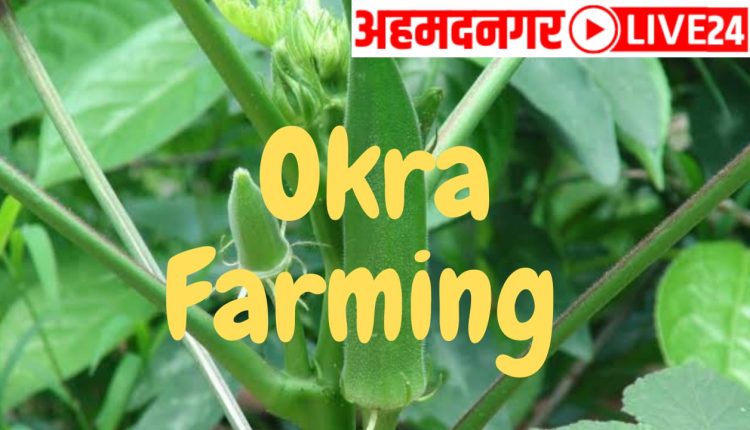 okra farming marathi