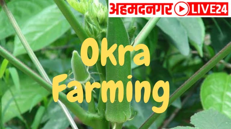 okra farming marathi