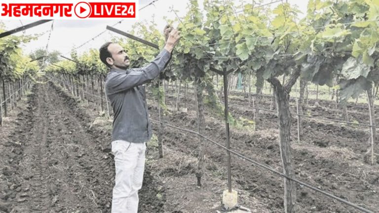 grape farming