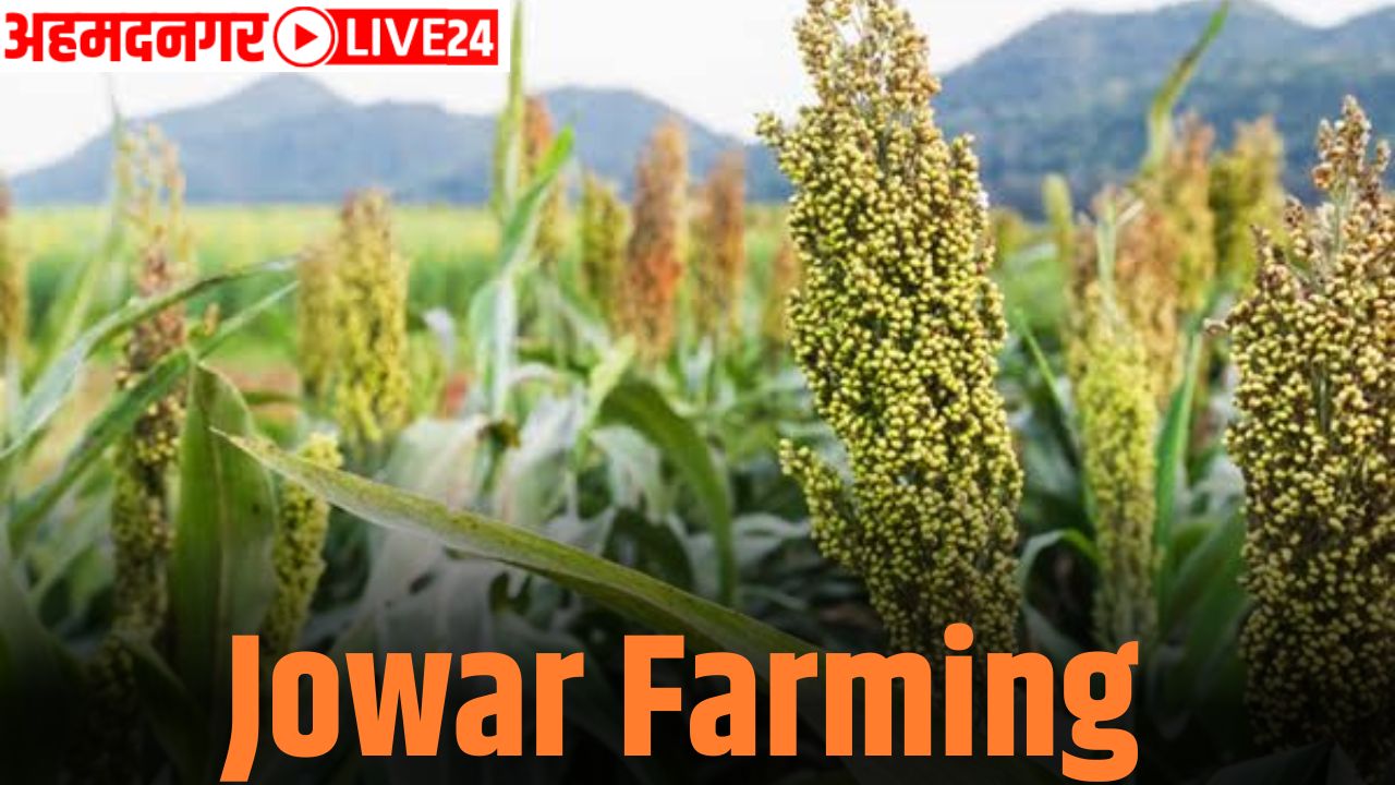 jowar farming