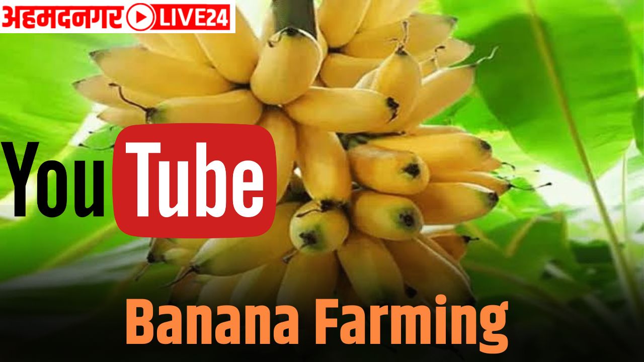 banana farming