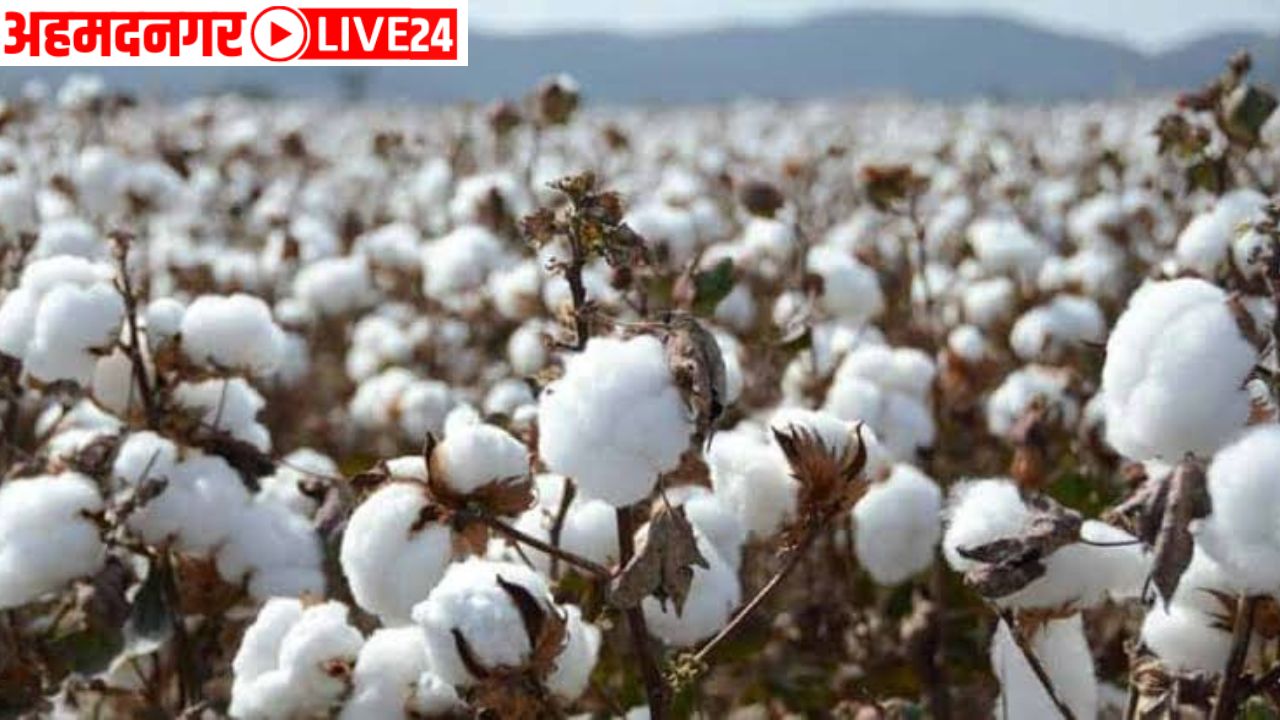 Cotton farming maharashtra