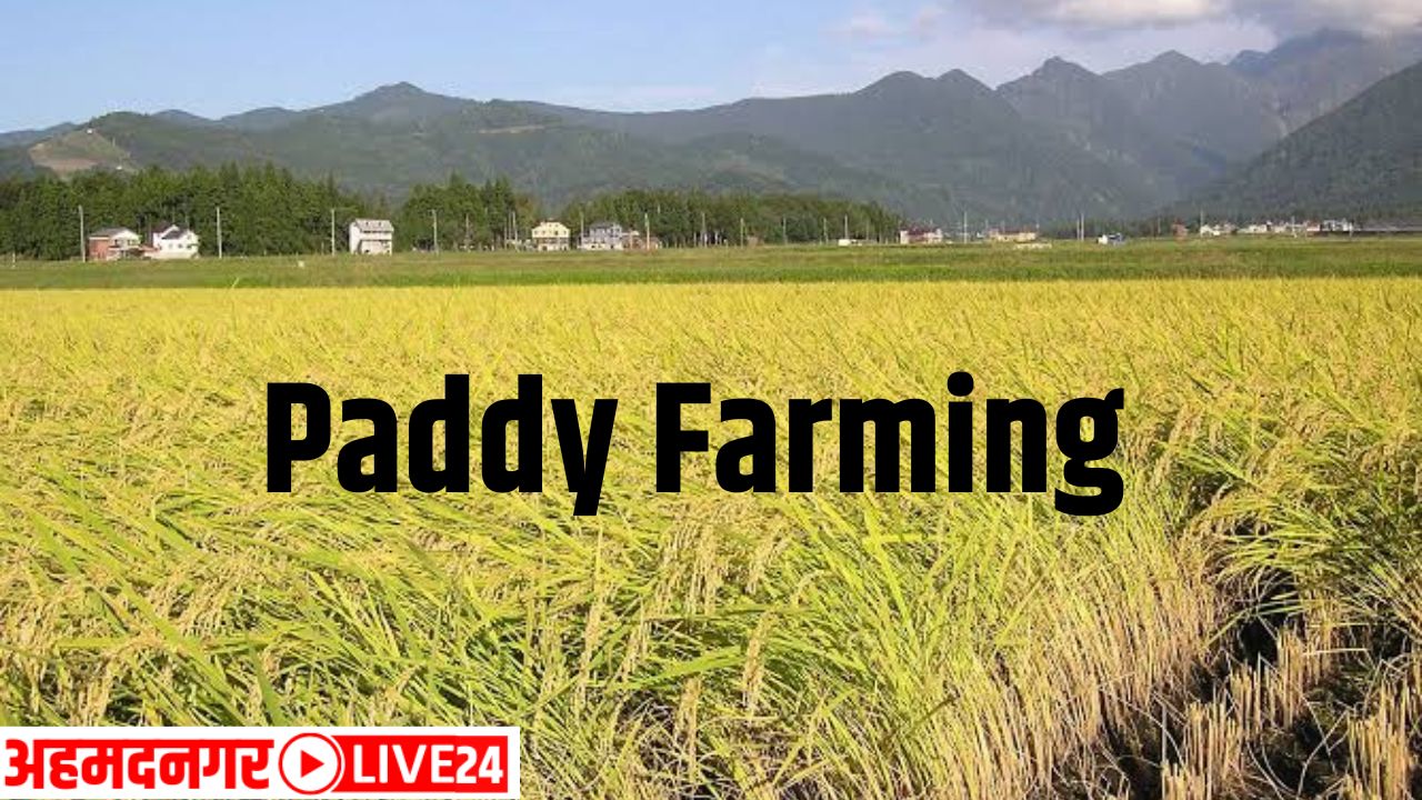 paddy farming