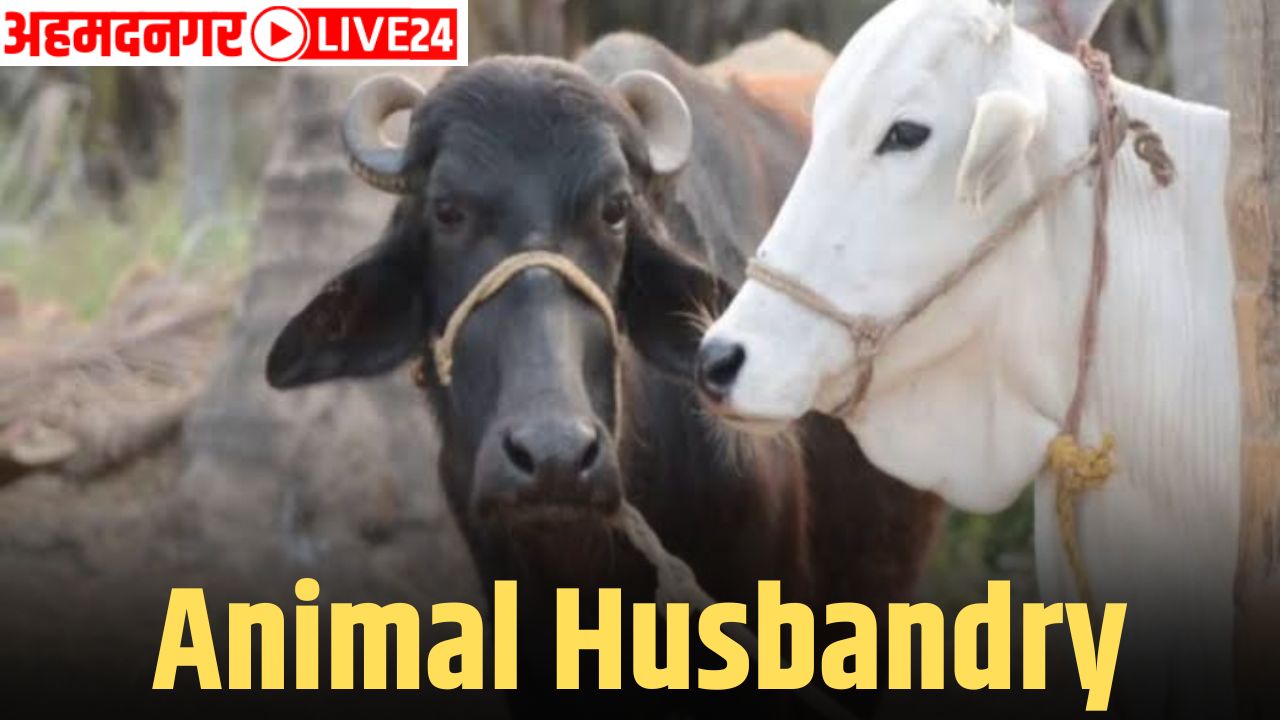 Animal Husbandry