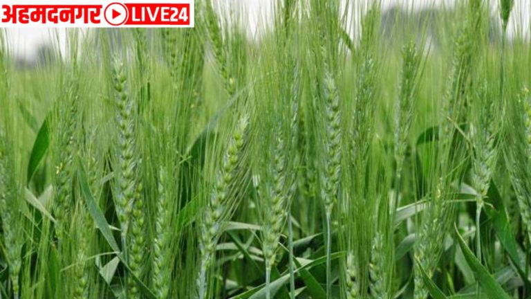 wheat crop management