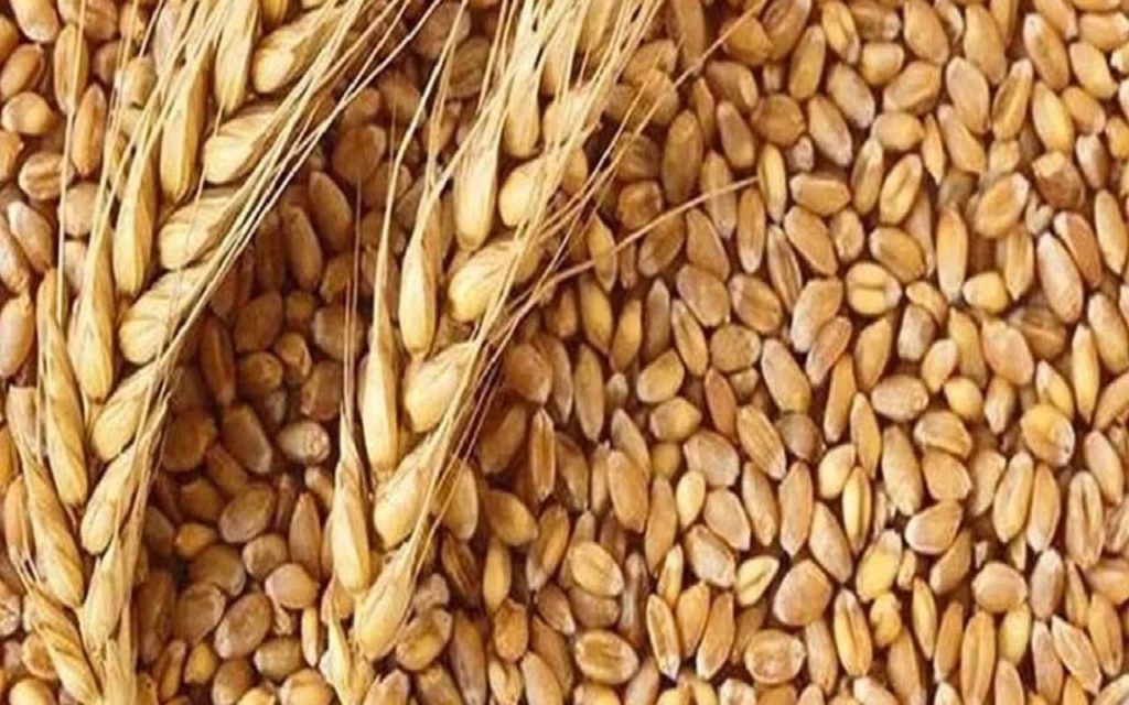 wheat rate