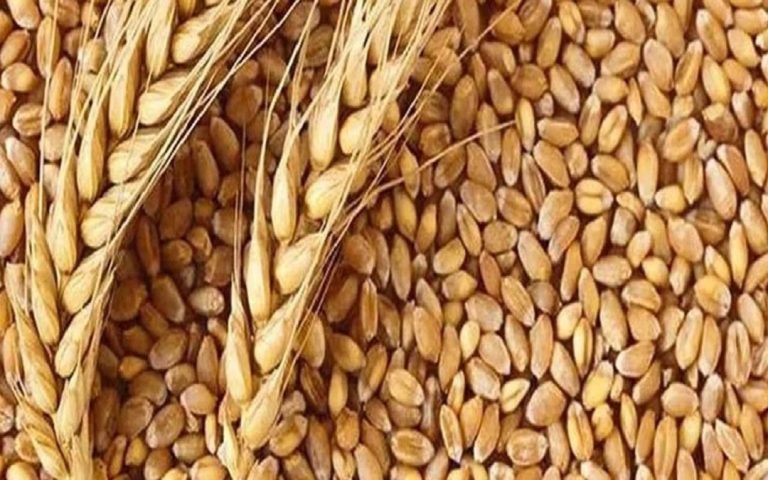 wheat rate