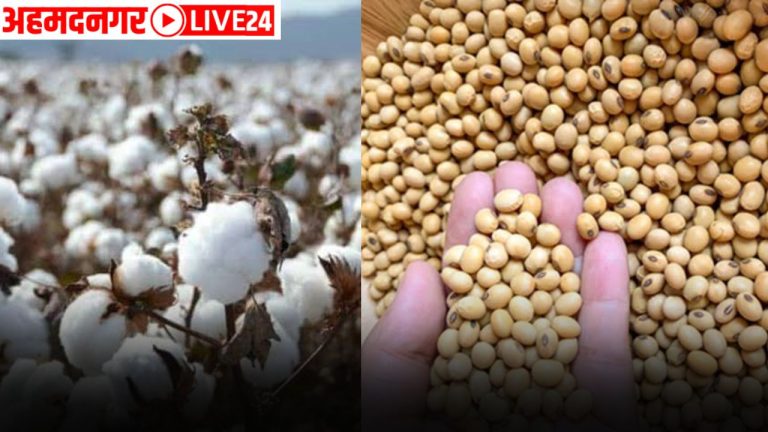 soybean cotton price