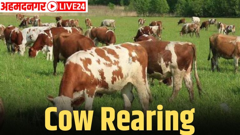 cow rearing