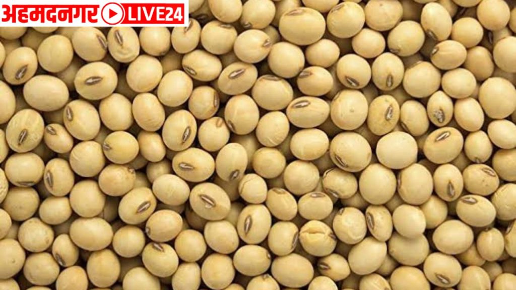 Soyabean Rate Will Increase