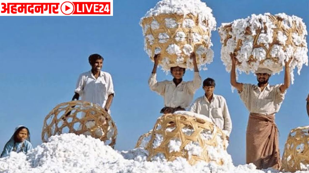 cotton market news