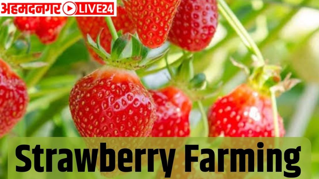 strawberry farming