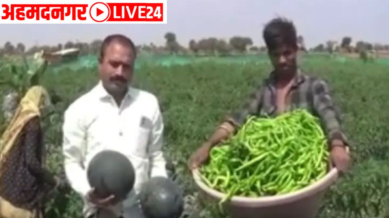 Watermelon intercropping farming