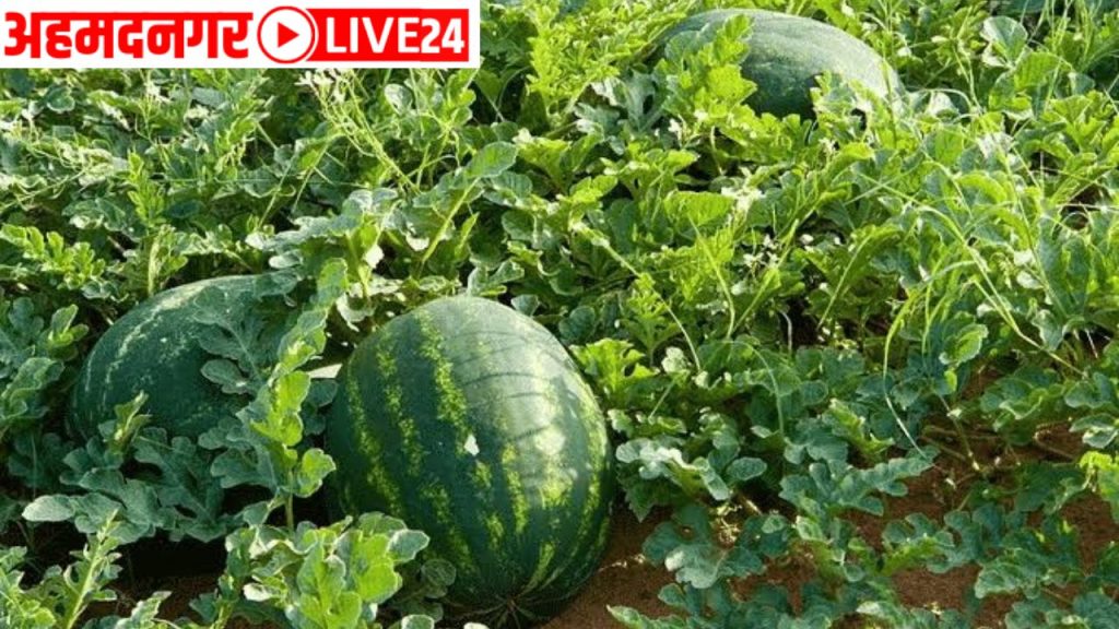watermelon farming