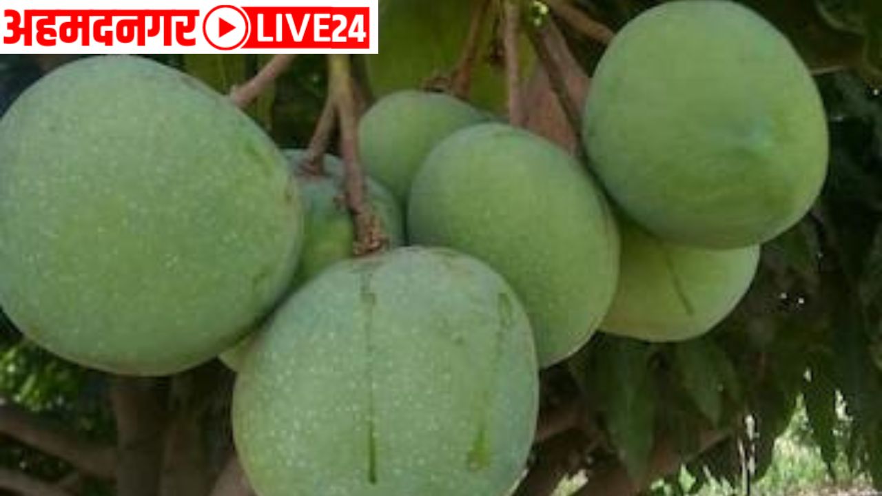Ahmednagar Mango Farming