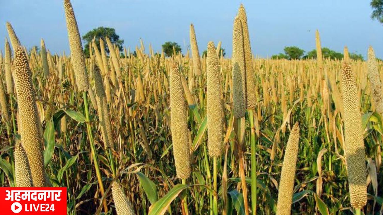 Bajara Farming