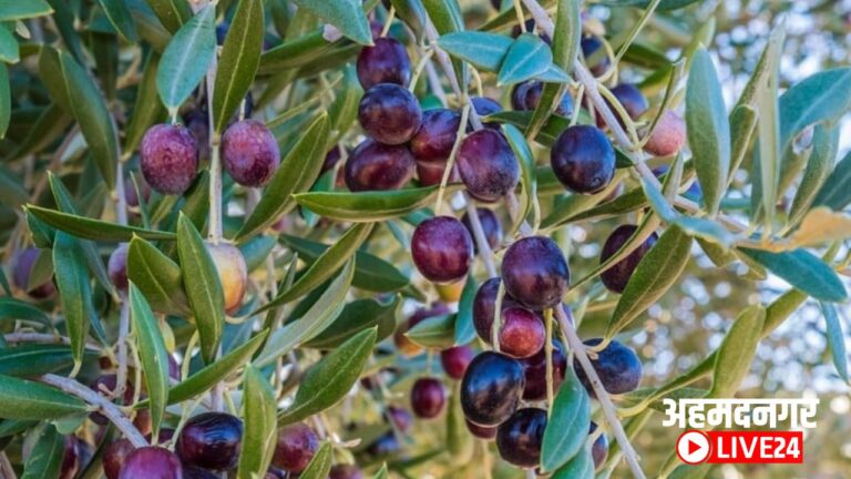 Buy Online Olive seeds